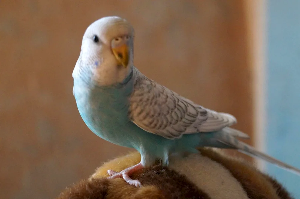 Pinto Parrot Wavy Parrot