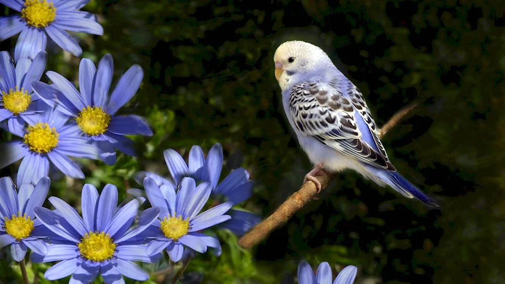 Harlequin Woolly Parrot