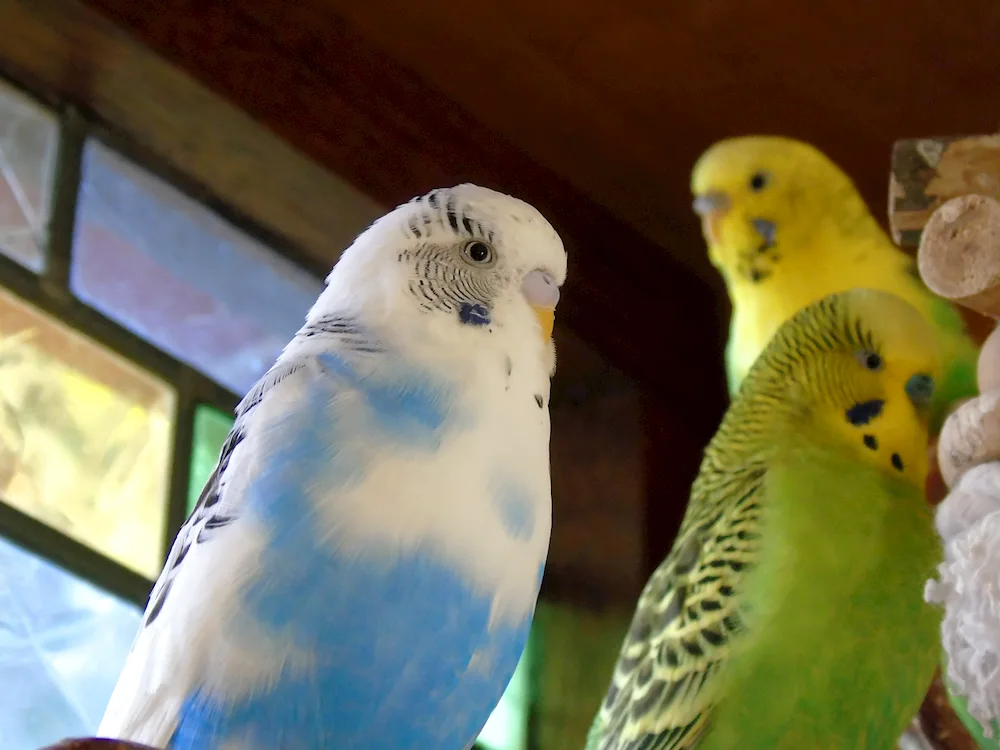 Green Waved Parrot