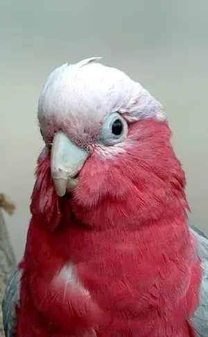 Red Waved Parrot