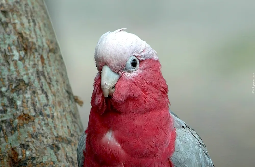 Red Waved Parrot