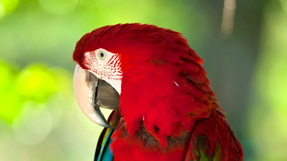 Red Waved Parrot