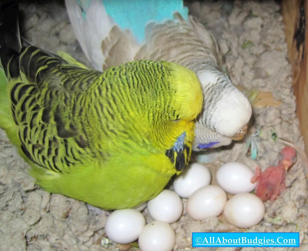 Wavy parrot chicks