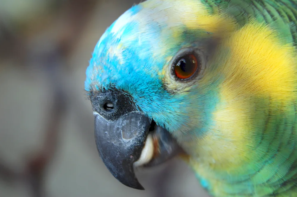 Rainbow Lorikeet Parrot