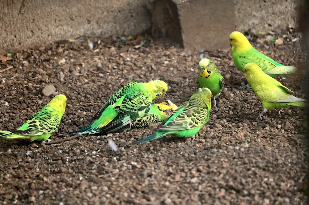 Wavy parrots