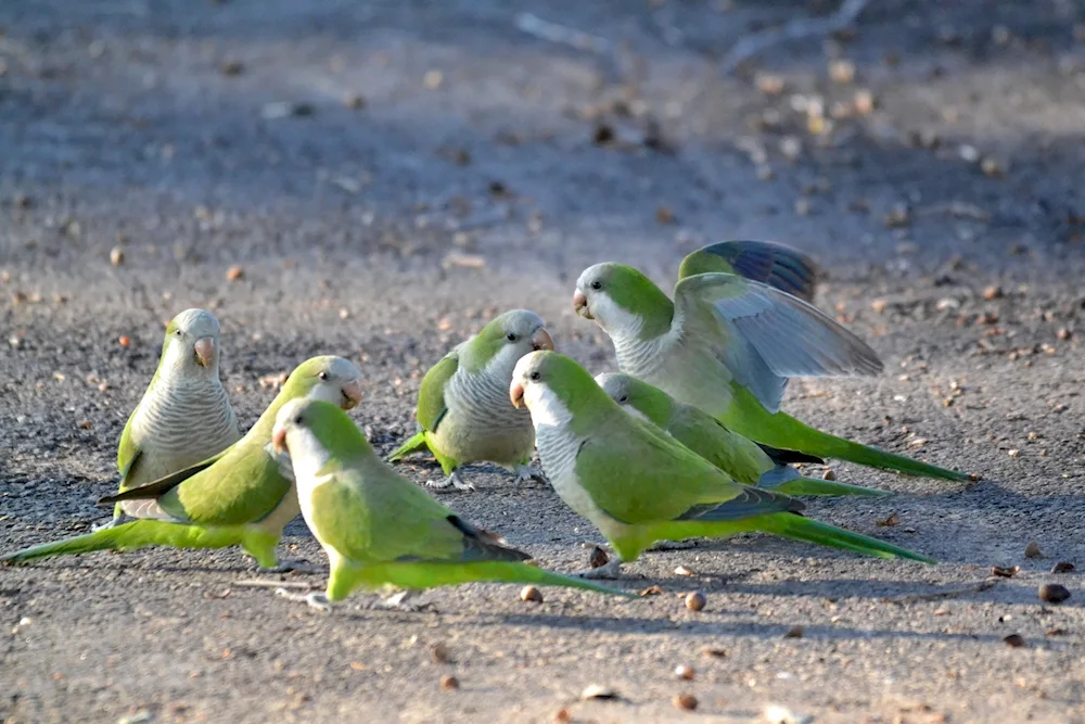 Cockatoo