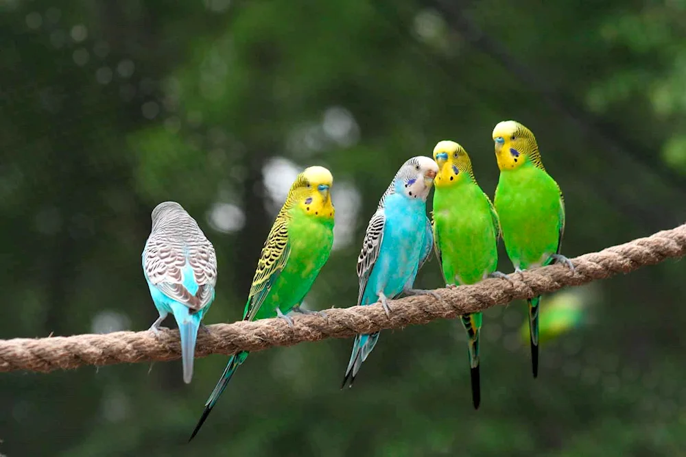 Wavy parrots. Parrot