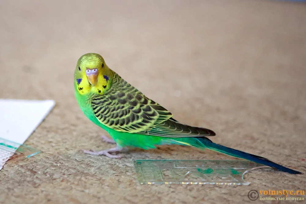 Wavy parrots