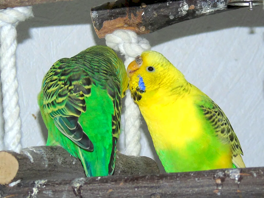 Harlequin parrots