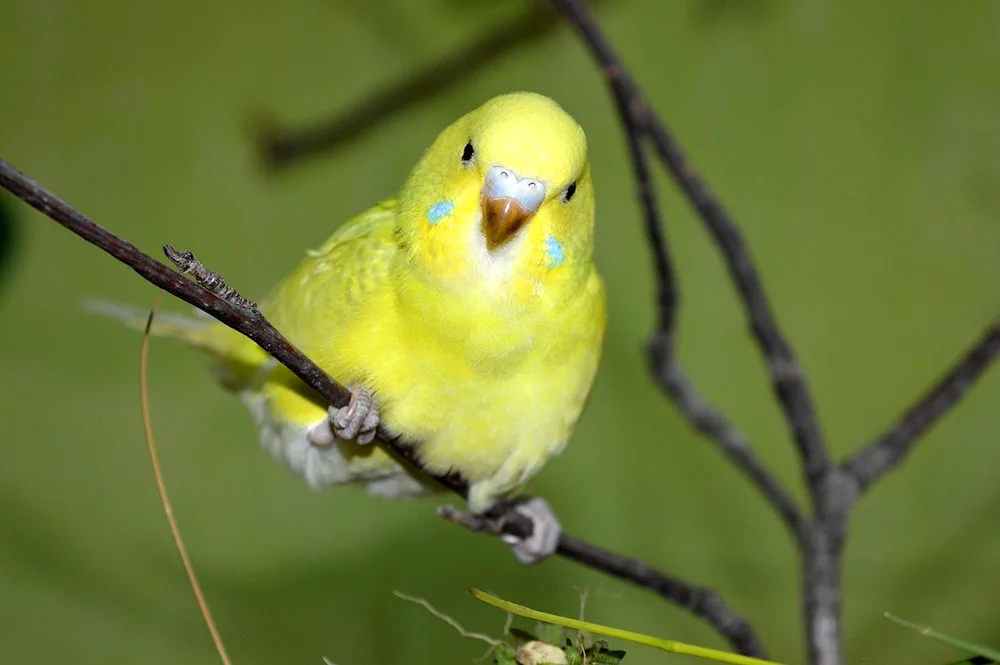 Wavy parrot yellow