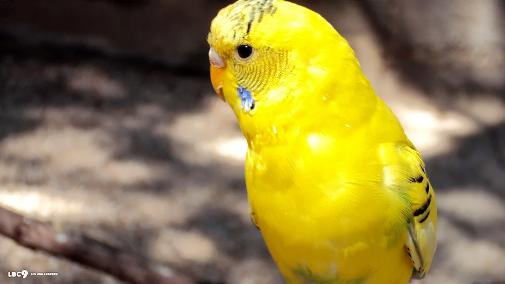 Wavy parrot yellow