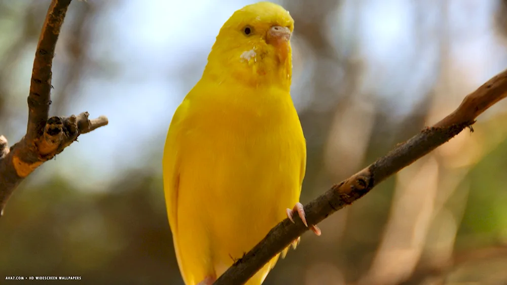 Wavy parrot yellow