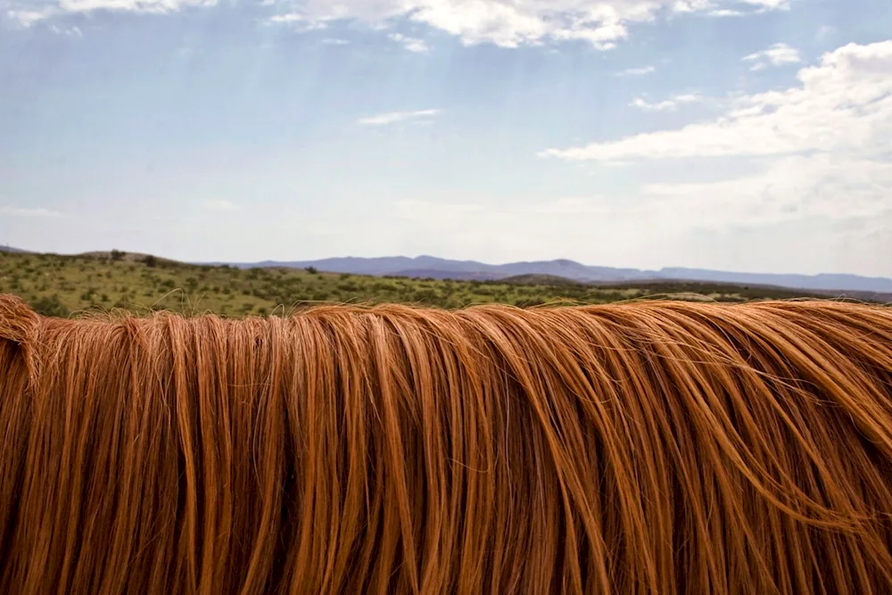 Horse hair