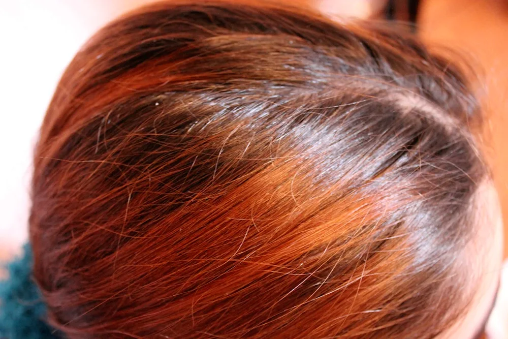 Applying henna dye on hair