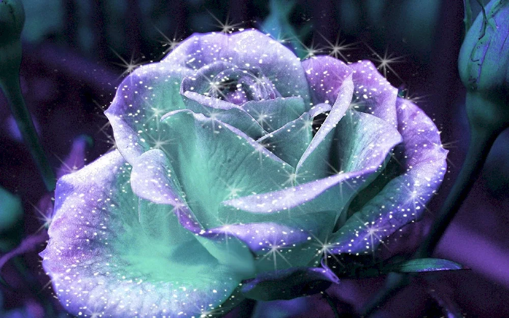 Florescent rose