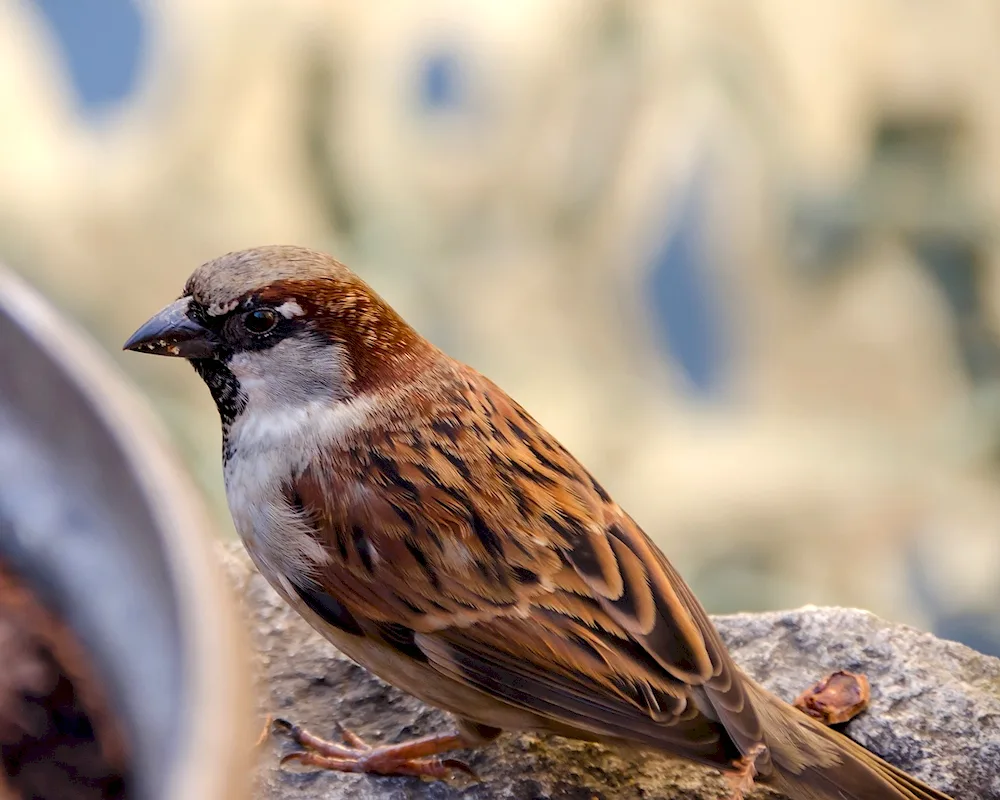 Bird feathers