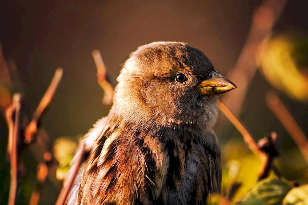 Bird Sparrow