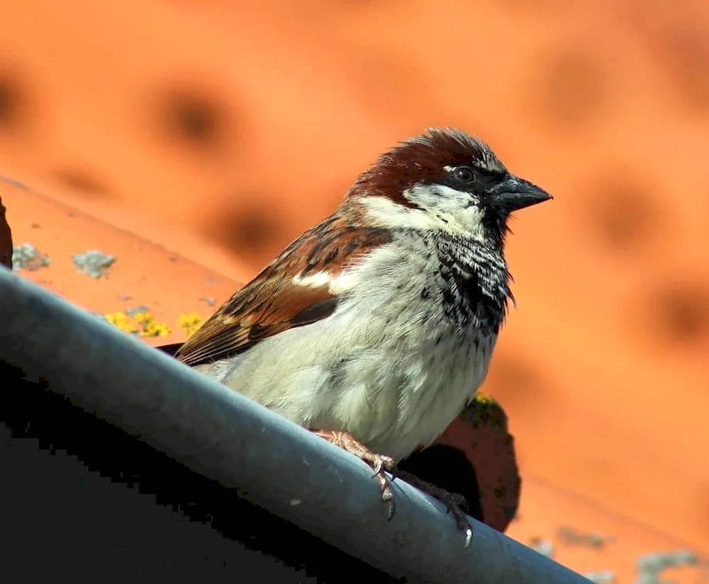 Spring Sparrow