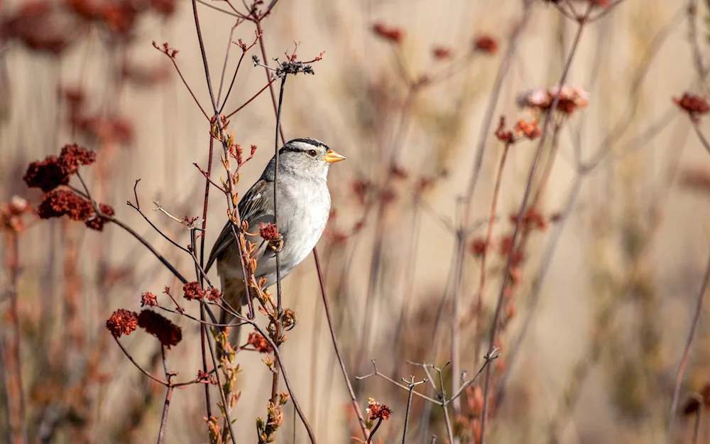 Nature birds