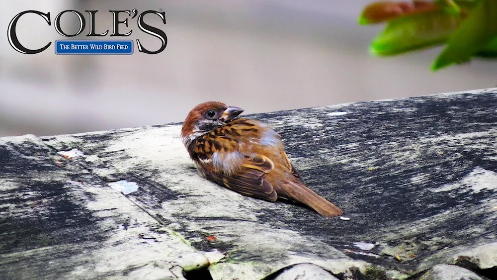 Sparrow sparrows photo
