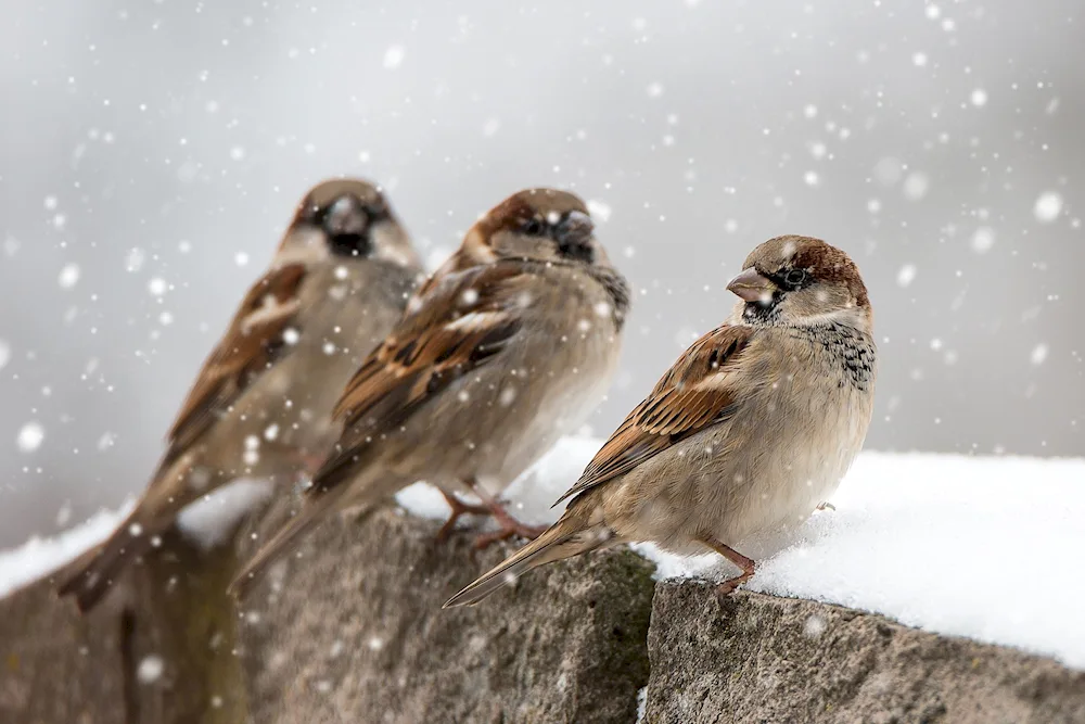 Sparrows