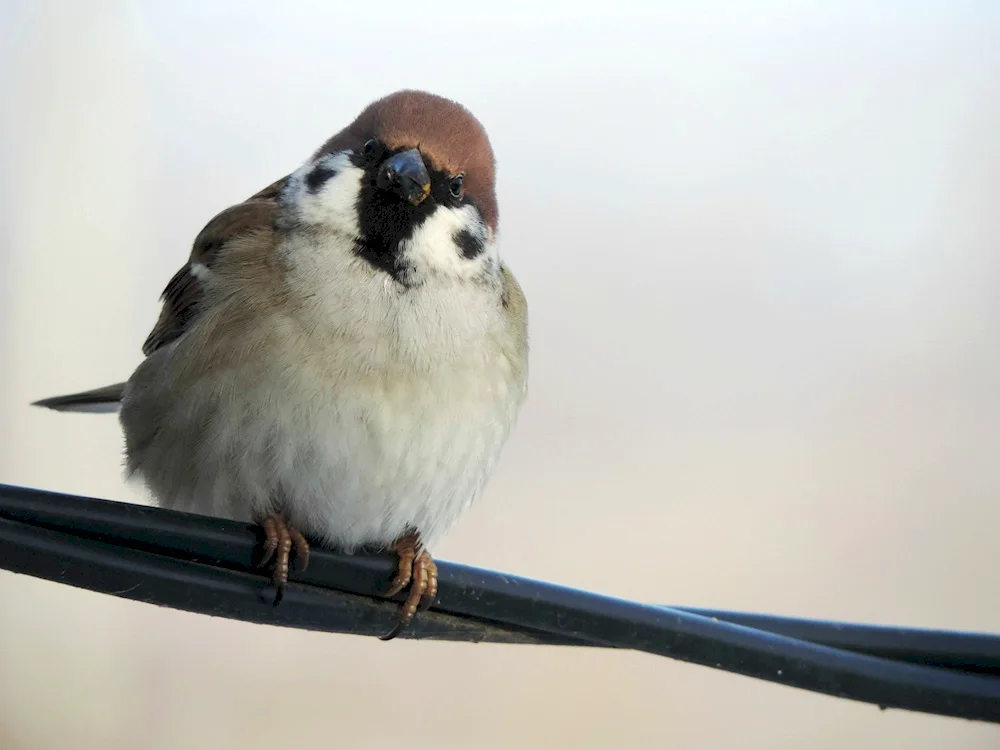 Flat Sparrow