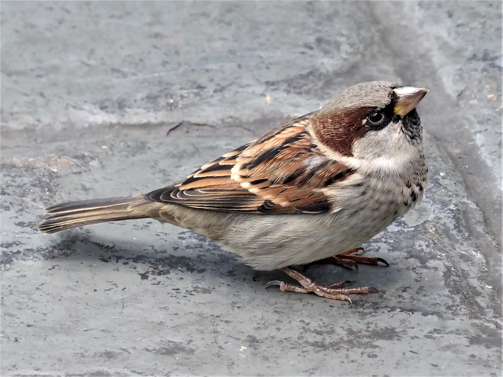 Midget Sparrows