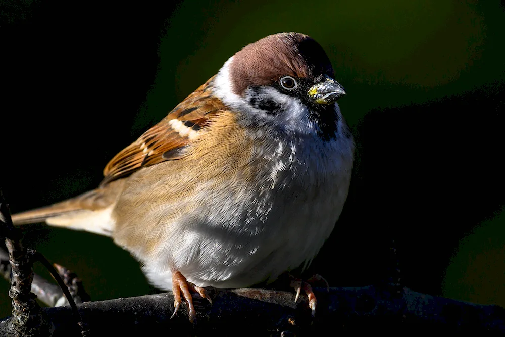 House Sparrow