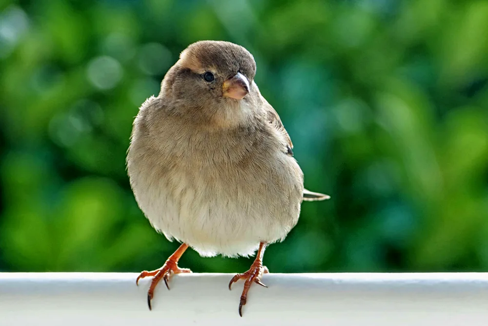 Sparrow