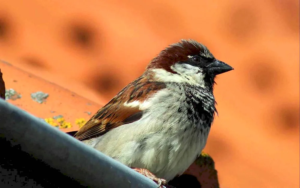 Indian bird