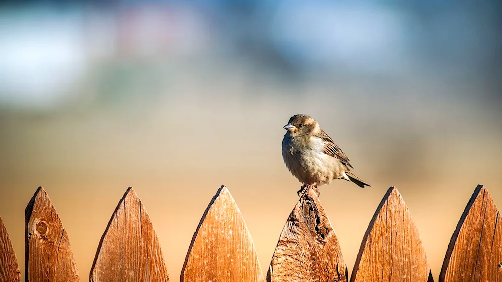 Beautiful feathers