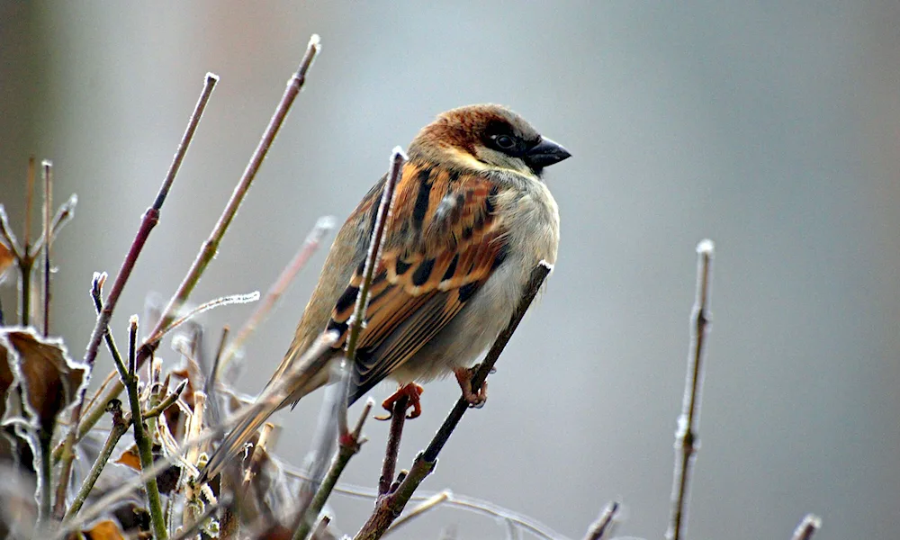 Sparrow