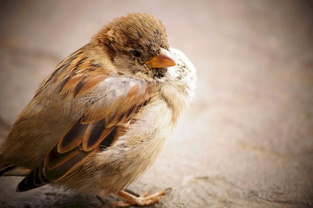 Bird feathers