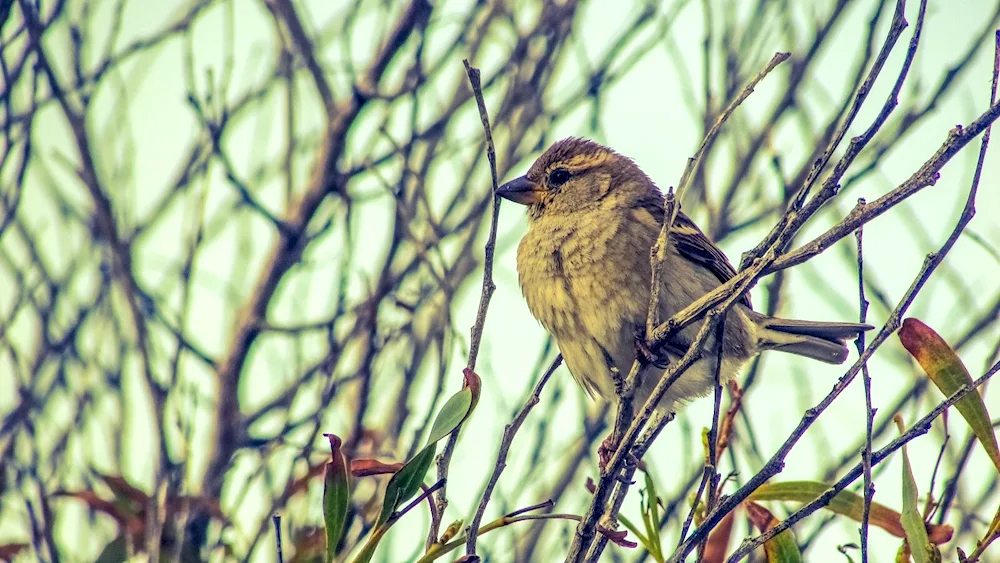 Song Sparrow on a tree