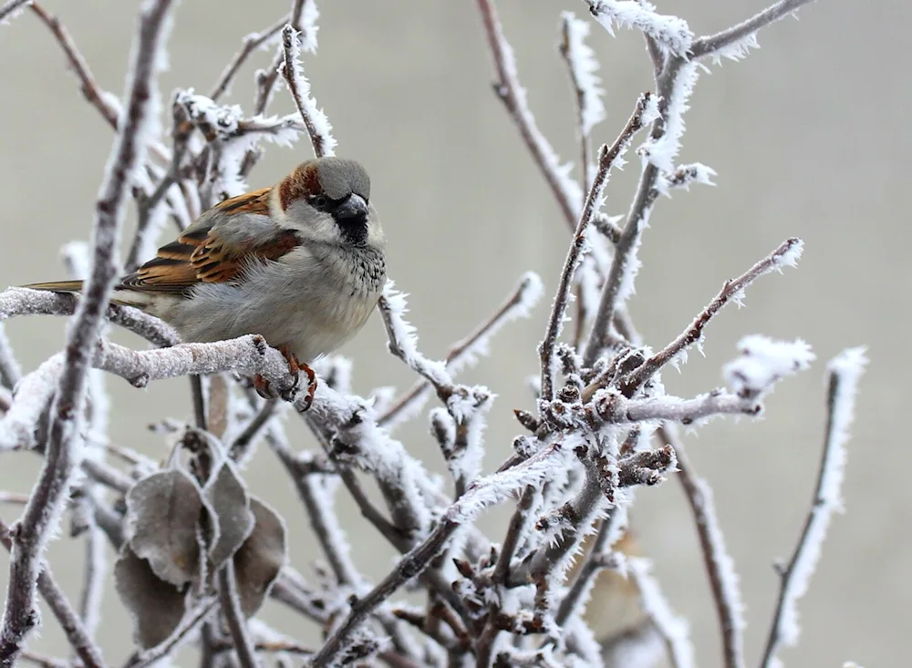 Snow Sparrow