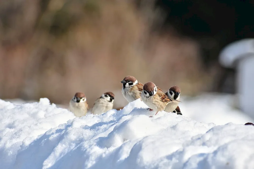 Winter birds