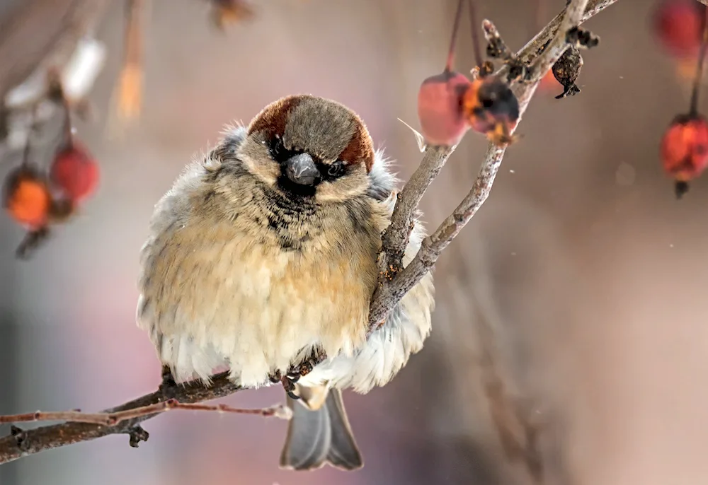 Sparrow on a branch