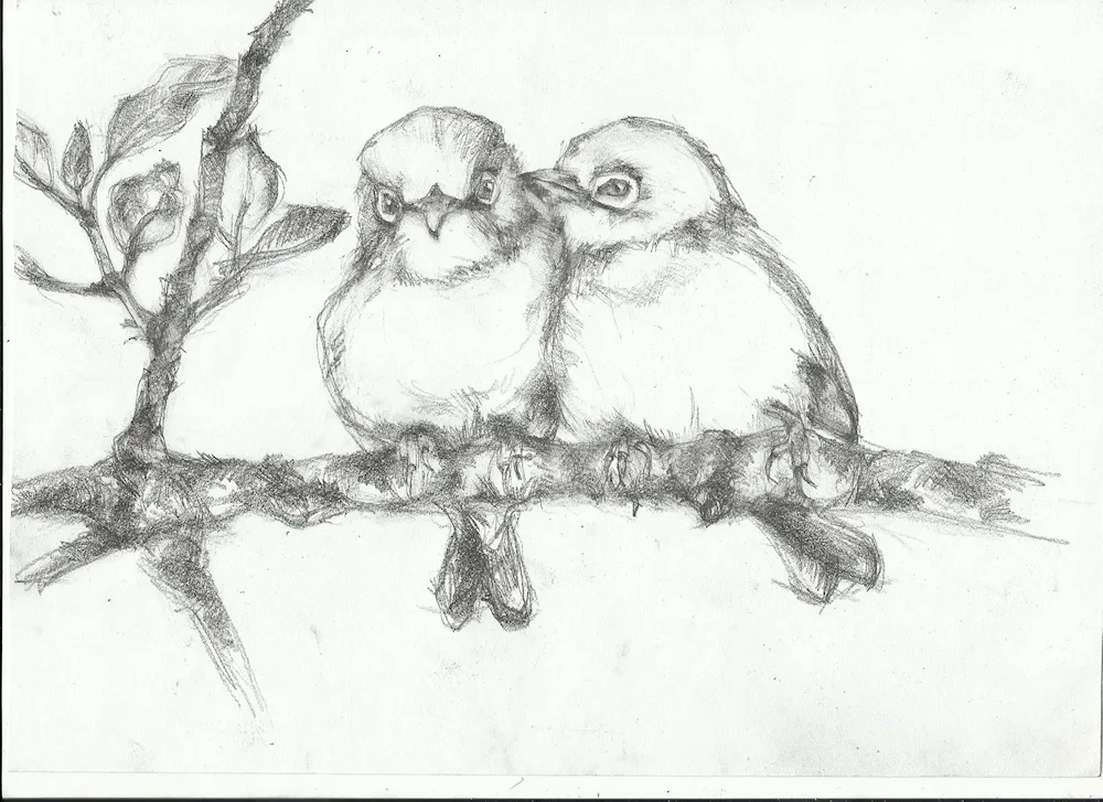 Birds for drawing sketching