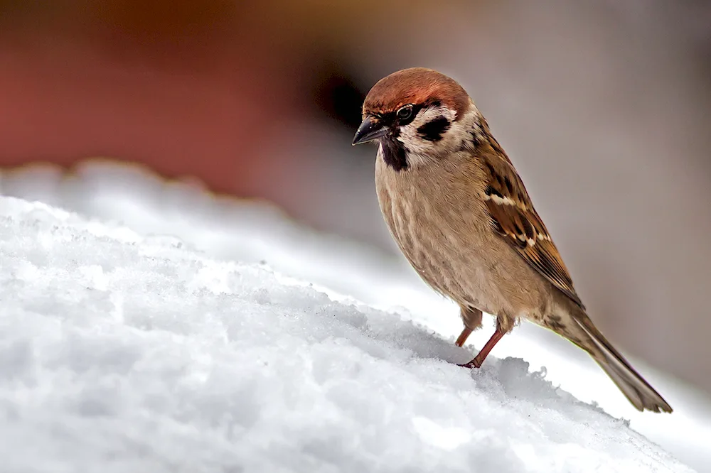 Nature birds