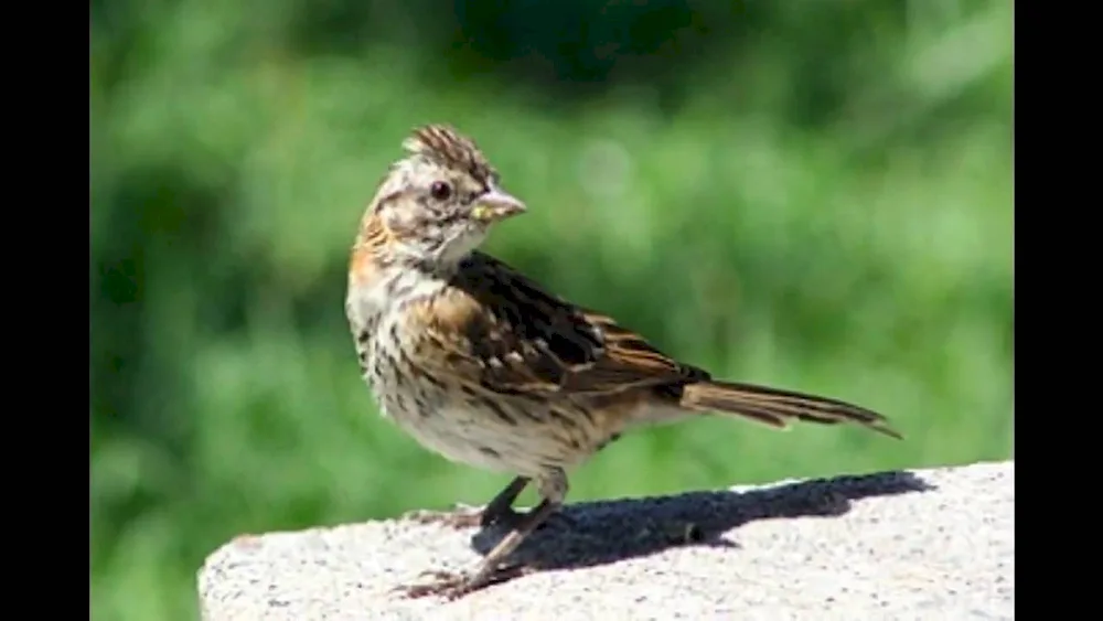 Punk Sparrow