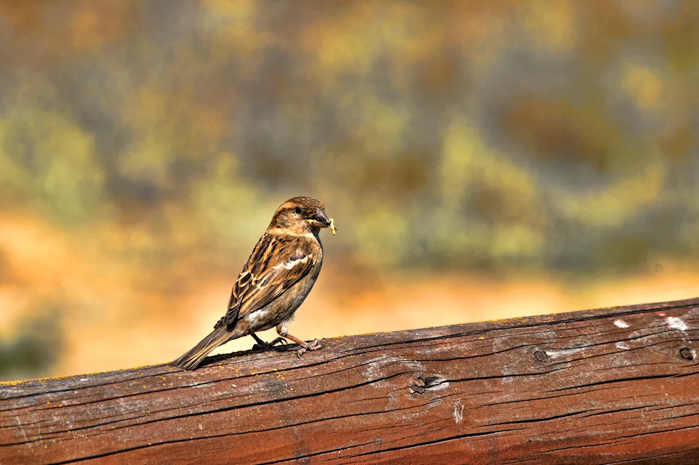 Sparrow bird