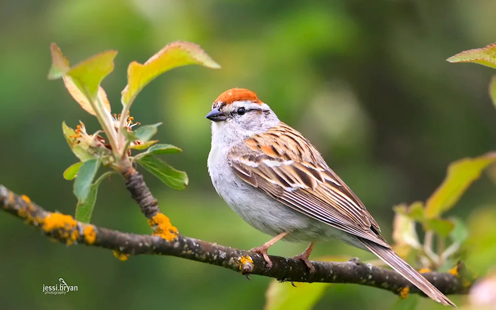 Green Sparrow