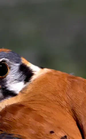 Sparrow Kestrel