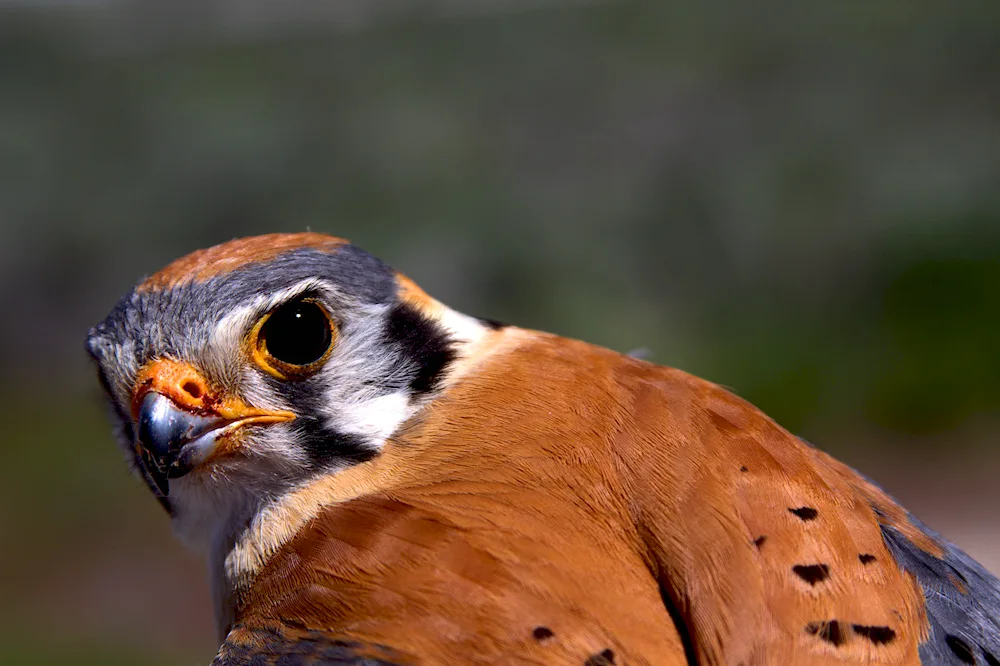 Sparrow Kestrel