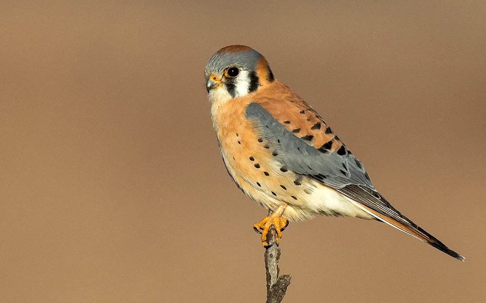 Sparrow Kestrel Kestrel