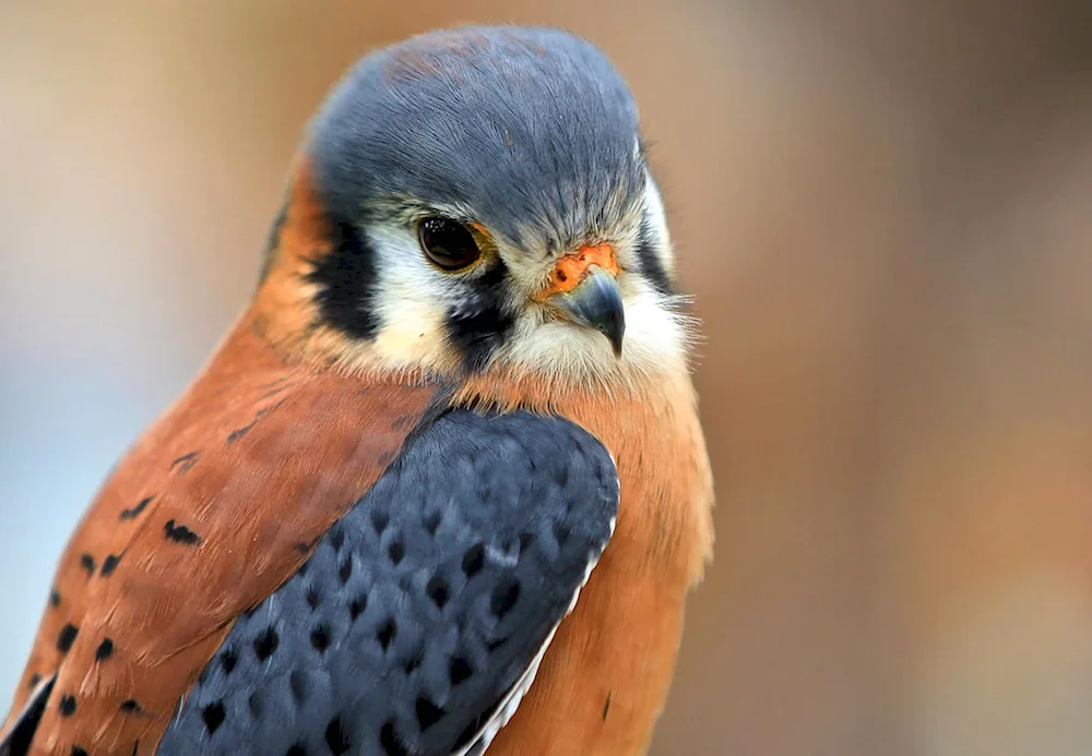 Kestrel steppe