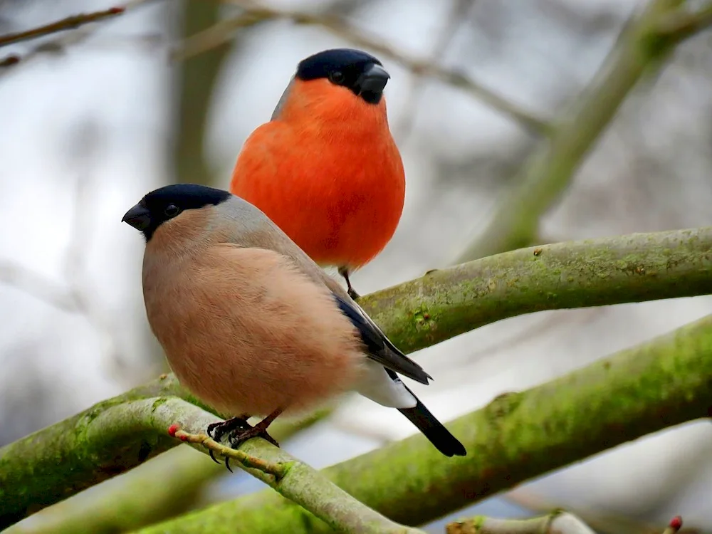 Red-breasted Bullfinch. Bullfinches