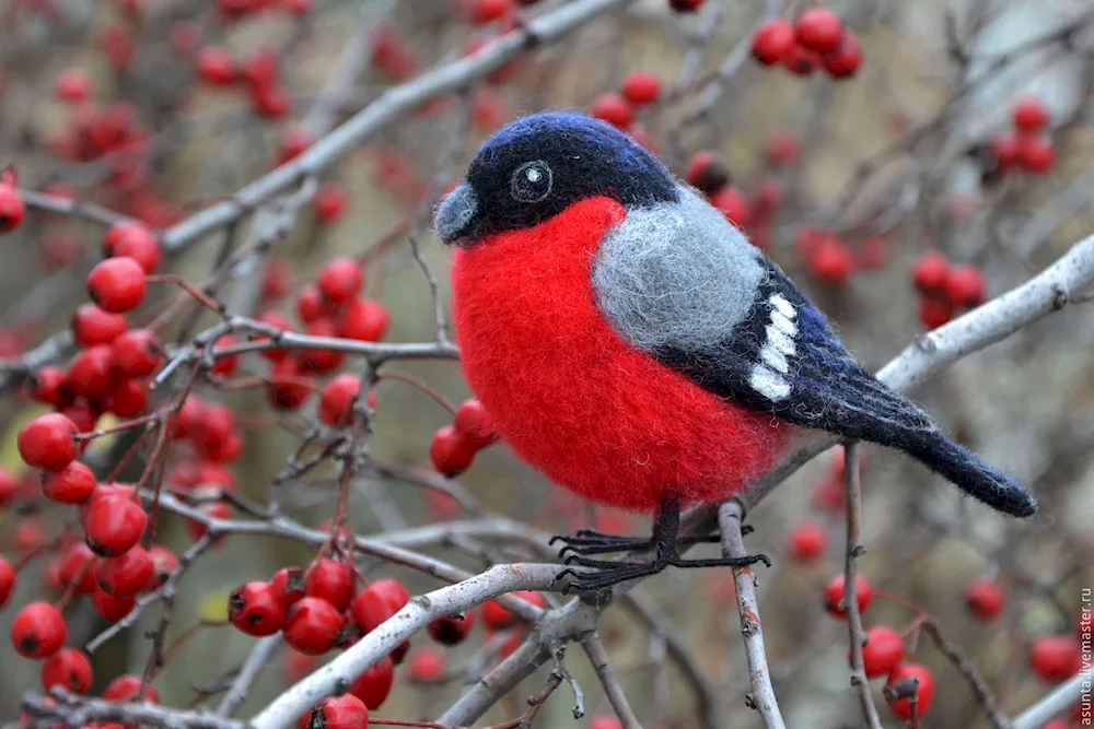 Wintering birds Bullfinch