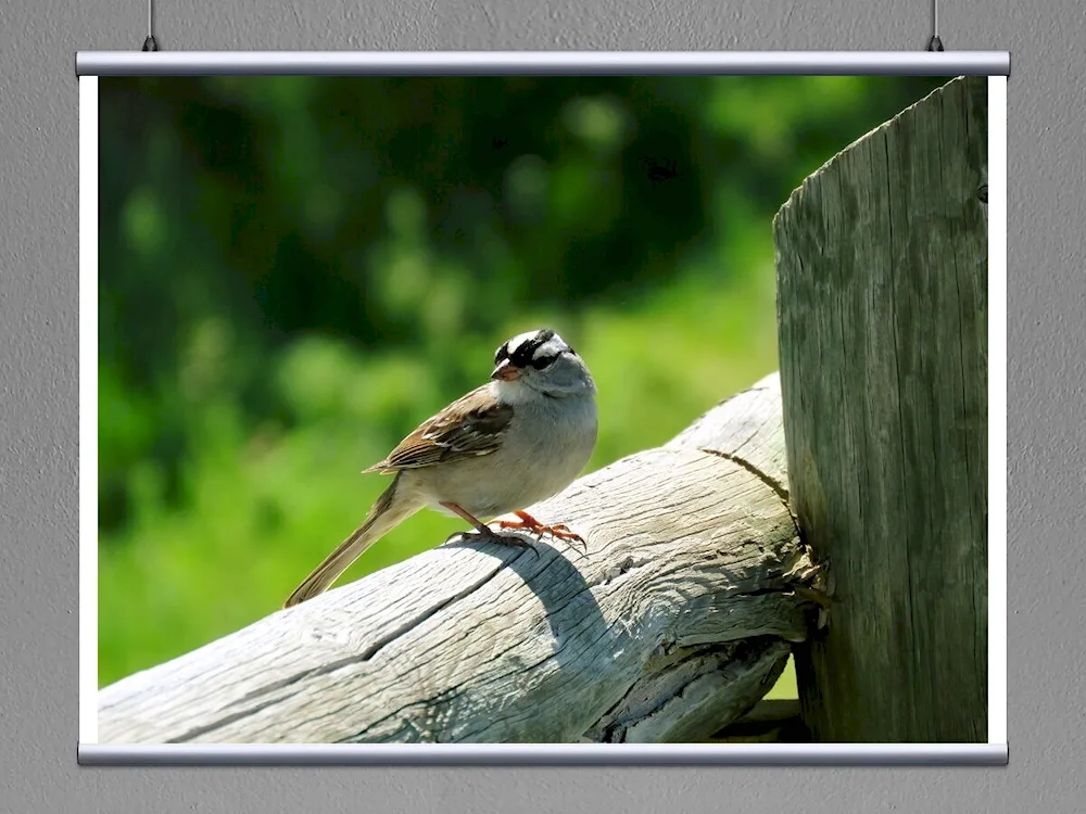 Singing Sparrows