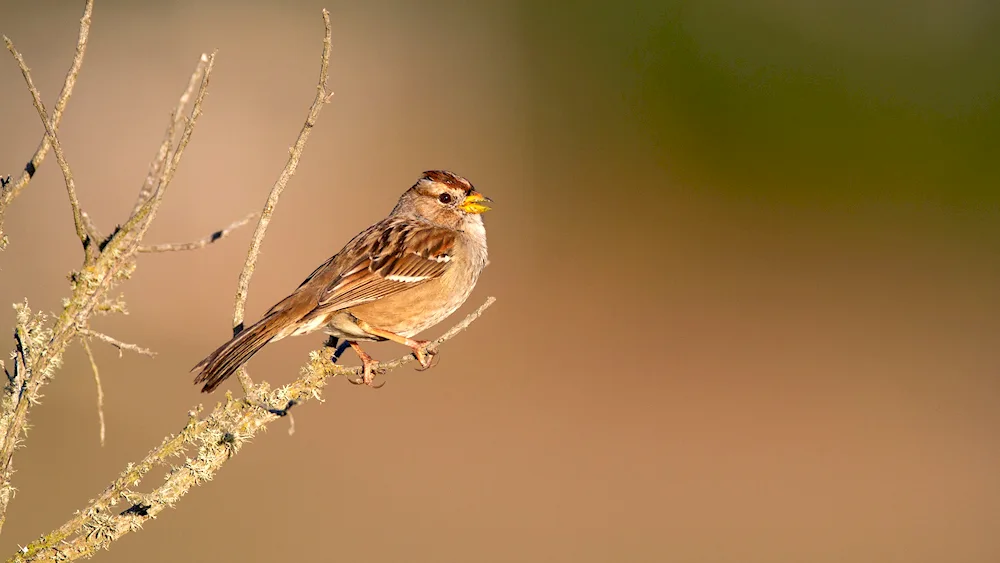 Birds of the passerine family